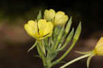 Common evening-primrose